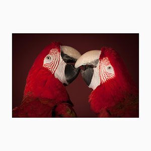 Tim Platt, Macaw #4, Fine Art Print, 2013