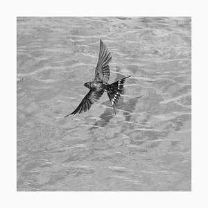 Ian Sanderson, Swallow-Signed Limited Edition, Fine Art Print, Black and White Square Photography, 2015