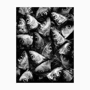 Ian Sanderson, Sardines, Impression Pigmentaire, 1993