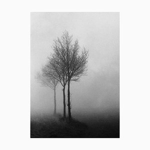 Ian Sanderson, 3 árboles, impresión de bellas artes, 1996