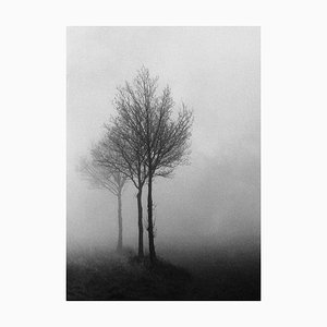 Ian Sanderson, 3 Trees, Fine Art Print, 1996