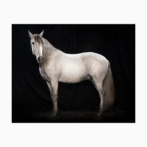 Tim Platt, Ehpico Datela Purebred Lusitano Stallion #5, Pigment Print, 2018