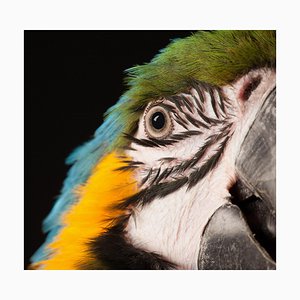 Tim Platt, Macaw # 8, 2013, Impresión con pigmento de archivo