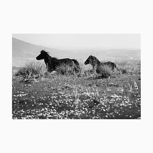 Laurent Campus, Wild Horse, Cavallini 02, impresión de edición limitada firmada, blanco y negro, 2015