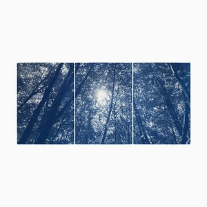 Tríptico Blue Forest, Looking Up Through the Trees, edición limitada estampado cyanotype, 2021