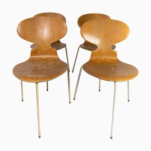 Model 3101 Ant Chairs in Light Wood by Arne Jacobsen for Fritz Hansen, 1950s, Set of 4