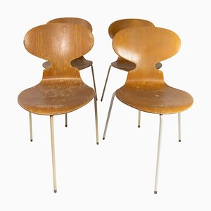 Sedie Ant modello 3101 in legno chiaro di Arne Jacobsen per Fritz Hansen, anni '50, set di 4
