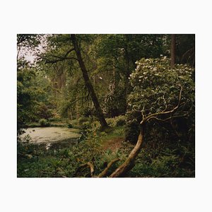 Tung Walsh, Rhododendrum 2, 2020, C-Type Print