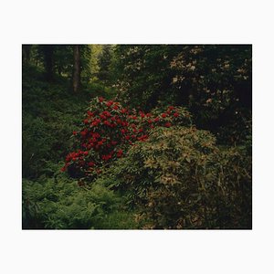 Tung Walsh, Rhododendrons 5, 2020, C-Type Print