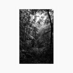 Late Afternoon Forest Light, Large Black and White Landscape Giclée Print, 2021