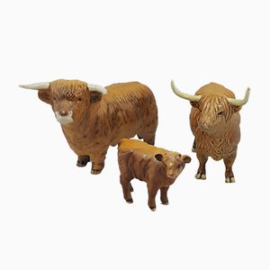 Beswick Highland Cattle Family Bull