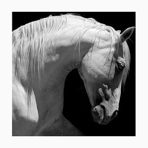 White Stallion Horse andalusian C-Type Druck von 66North