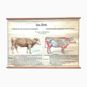 Cow and Cattle Anatomy Butcher's School Poster