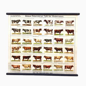 Antikes Schulposter mit verschiedenen Kuh- und Rinderrassen