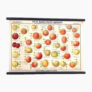 Antikes Schulposter mit verschiedenen alten Apfelsorten