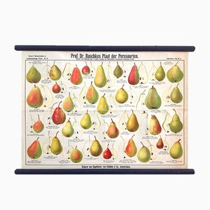Antique School Poster with Various Old Pear Varieties