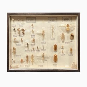 Large Dutch Display of Insects