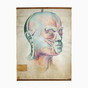 Vintage Anatomical Poster of Human Face