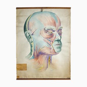 Vintage Anatomie Poster des menschlichen Gesichtes