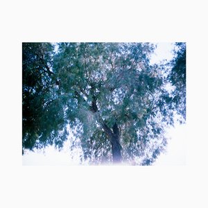 Mélanie Patris, The Tree, Grecia, 2019, Impresión pigmentada