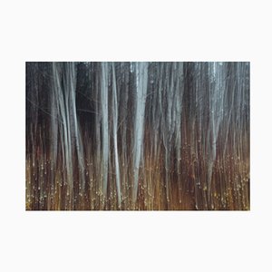 Immagini di menta, una foresta di Aspen in autunno. Tronchi d'albero bianchi di Aspen in penombra con carta fotografica autunnale