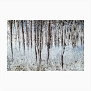 Immagini di menta, alberi di pioppo in un boschetto in inverno, carta fotografica