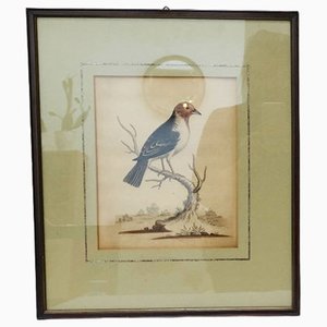 George Edwards, Illustration d'Oiseau, 1762, Gravure sur Cuivre