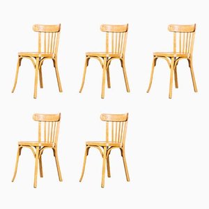 French Honey Colour Dining Chairs, 1950s, Set of 5