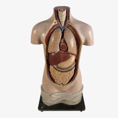 Modelo anatómico vintage, años 20