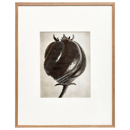 アート・デザイン・音楽 KARL BLOSSFELDT WORKING COLLAGES Karl Blossfeldt: Working Collages: Wilde, Ann, Wilde, Jurgen