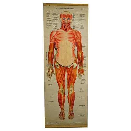 core muscles anatomy pdf
