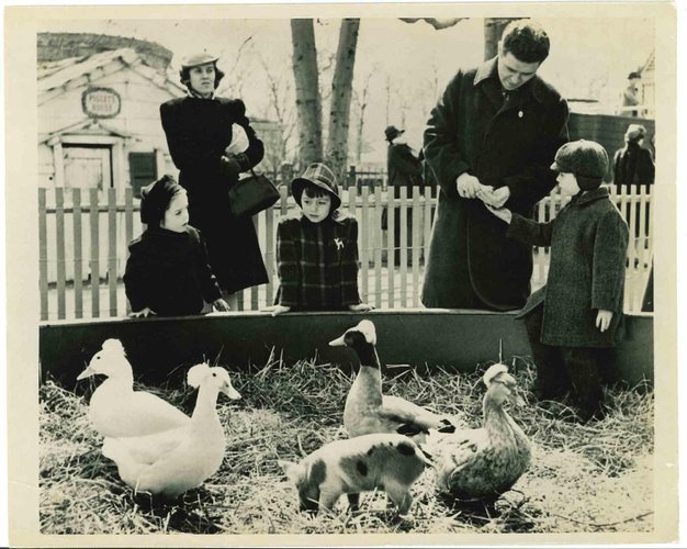 An American Zoologische Garten, 1950er, Fotografie bei