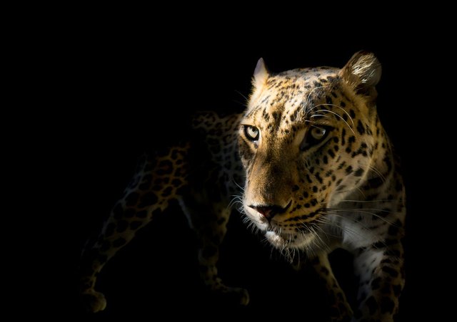 Daniel Hernanz Ramos, Leopard With Black Background, Panthera Pardus!,  Photographic Paper for sale at Pamono