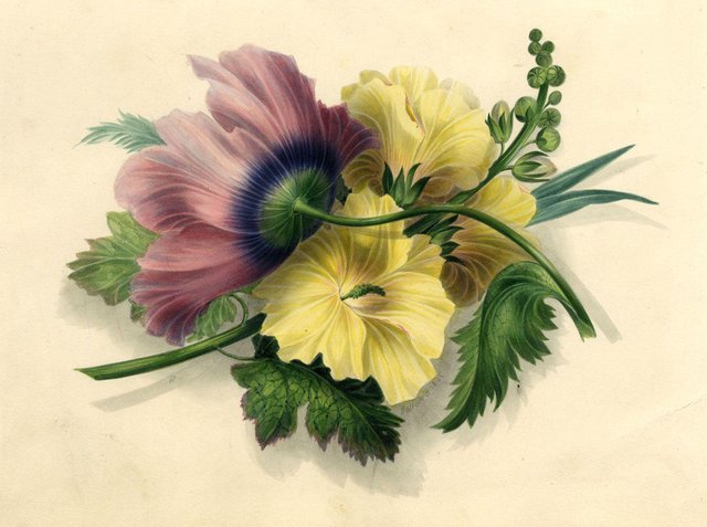 James Holland OWS, flor de hibisco y amapola, 1825, acuarela en venta en  Pamono