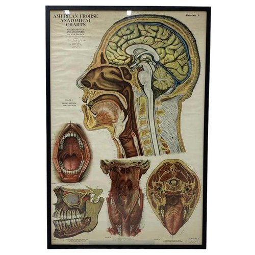 American Frohse Anatomical Chart, 1947 for sale at Pamono