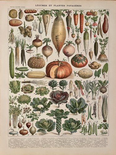 Adolphe Millot, Gemüse und Gartenpflanzen, 1900, Lithographie Gravur