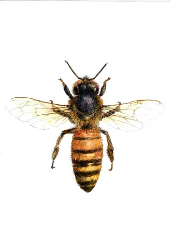 Juris Utāns, Bee from the Top, 2000s, Mixed Media & Paper for sale at ...