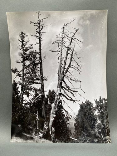Bernard Darot, Arbre mort, siglo XX, Impresión en gelatina de plata en ...