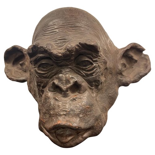 Bonobo Monkey Head Sculpture in Terracotta, 2019 for sale at Pamono