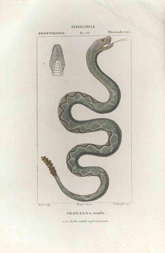 Pierre Jean François Turpin, Crotalo, Pit viper, Etching, 1831 for