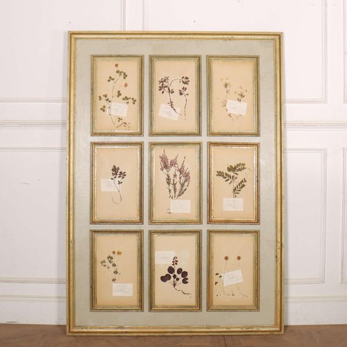 Großes Herbarium Wandpaneel, 1890er bei Pamono kaufen