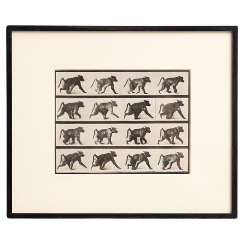 Eadweard Muybridge, Monkey in Motion Study, 1982, Black and