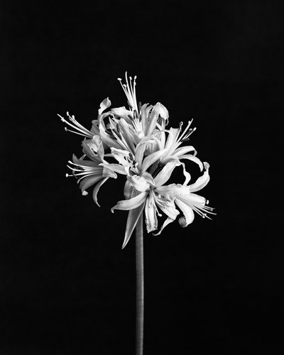 Spider Lily - Analogue Black and White Floral Photography, Limited Edition  20 2024 for sale at Pamono
