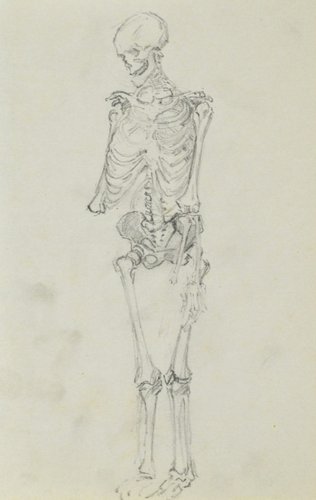 skeletal system sketch drawing