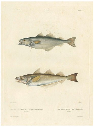 Whiting and Green Cod or the Pollock, 1845, Paper for sale at Pamono