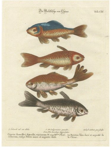 After George Edwards, Goldfish of China, 18th Century, Hand