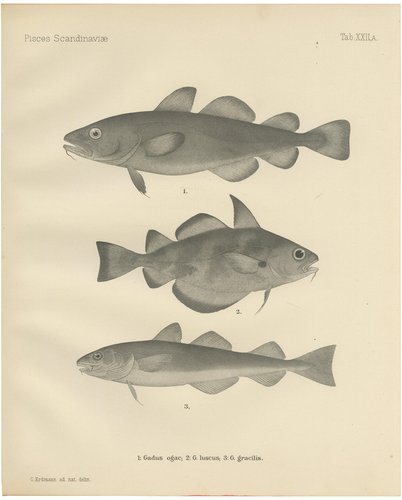 Greenland Cod and Pout and Poor Cod, 1895, Paper for sale at Pamono