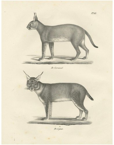 C.C. G. Zool., The Caracal and Lynx in Profile, 1836, Lithograph