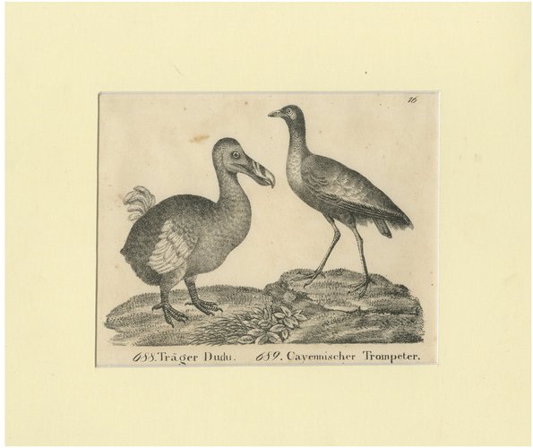 Extinct Dodo and the Trumpeter Bird, 1700s, Paper for sale at Pamono