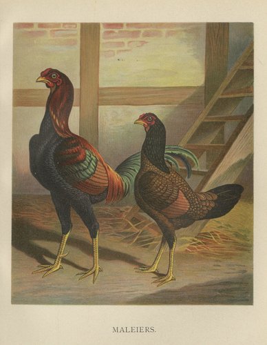 Förster, Malay Chickens, Lithograph, 1888 for sale at Pamono